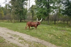 73513617_412941629391323_4673221719979196416_n