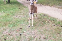 74229533_932735937095321_8208121877810380800_n