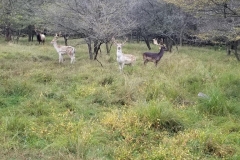 75210189_551655862261513_8502494211814195200_n