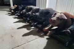 29340046_1792540884140593_3359923121472667648_o