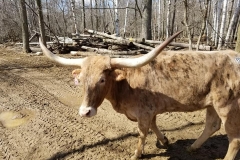 56384072_2324676810926995_5243431924772372480_n