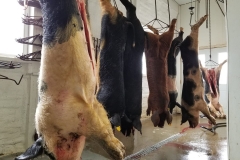 56456159_2330528217008521_2971054991491465216_o