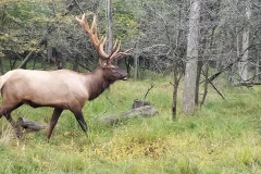 69894875_2636420723085934_5697570247549124608_n