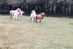 70510526_2636421399752533_8496880685263355904_n