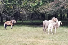 70582620_2636421166419223_6903831062674145280_n