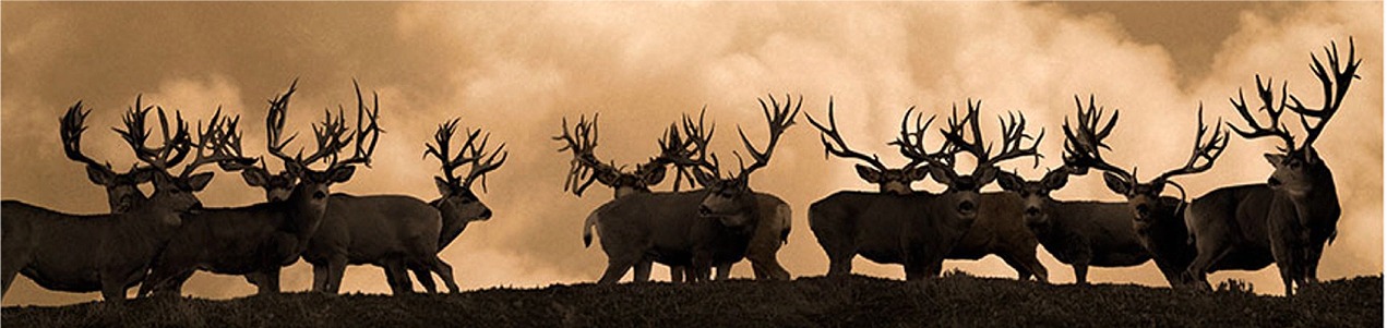 Trophy Ranch